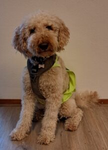 therapiehond Mirte